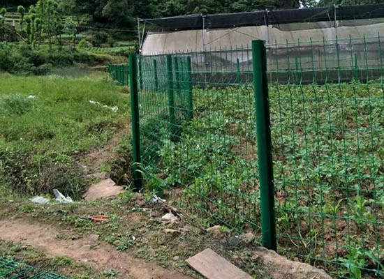 重慶桃形柱青青草成人在线